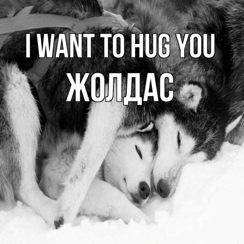 Greetings card с именем, Жолдас I want to hug you собачки в упряжке Greetings with text for free download 