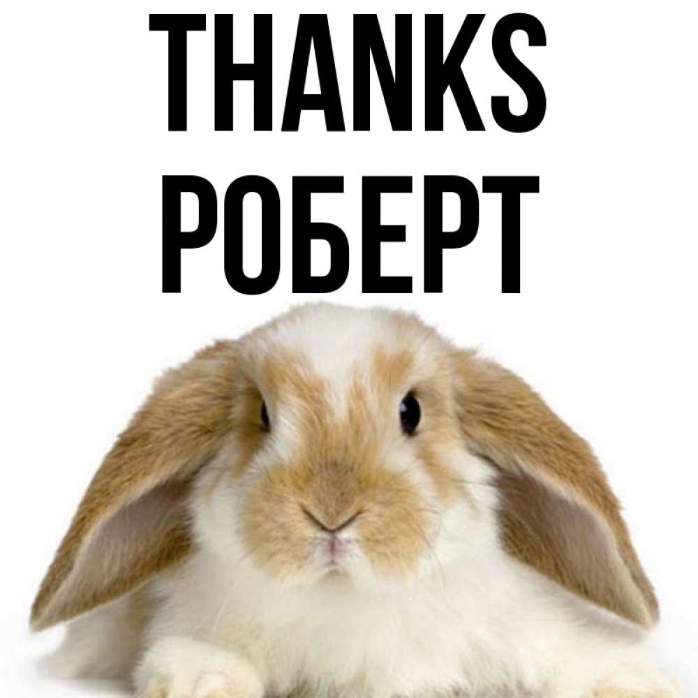 Greetings card с именем, Роберт Thanks коричнево белый заяц Greetings with text for free download 