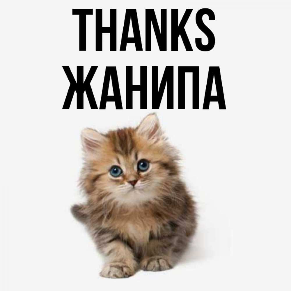 Greetings card с именем, ЖАНИПА Thanks пушистый котик Greetings with text for free download 