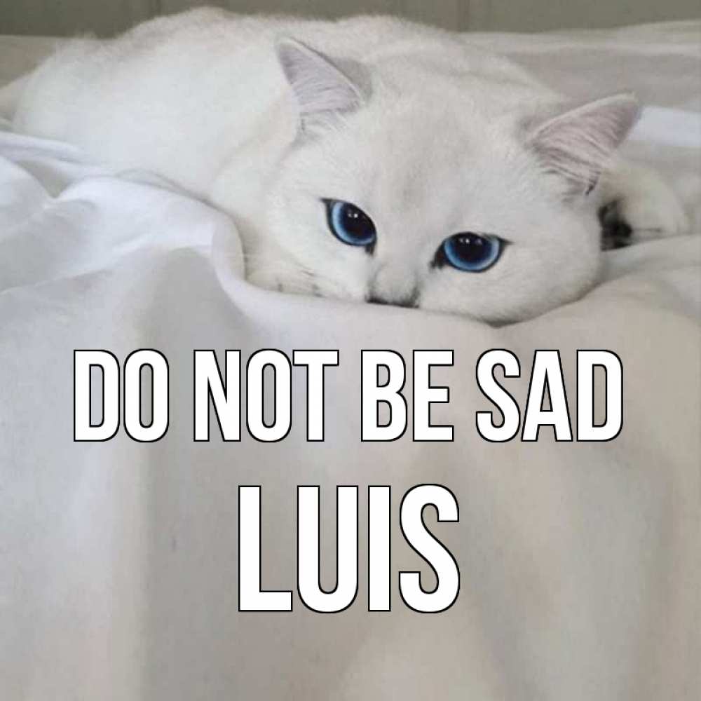 Greetings card с именем, Luis Do not be sad белый кот с голубыми глазами на белоснежной кровати Greetings with text for free download 