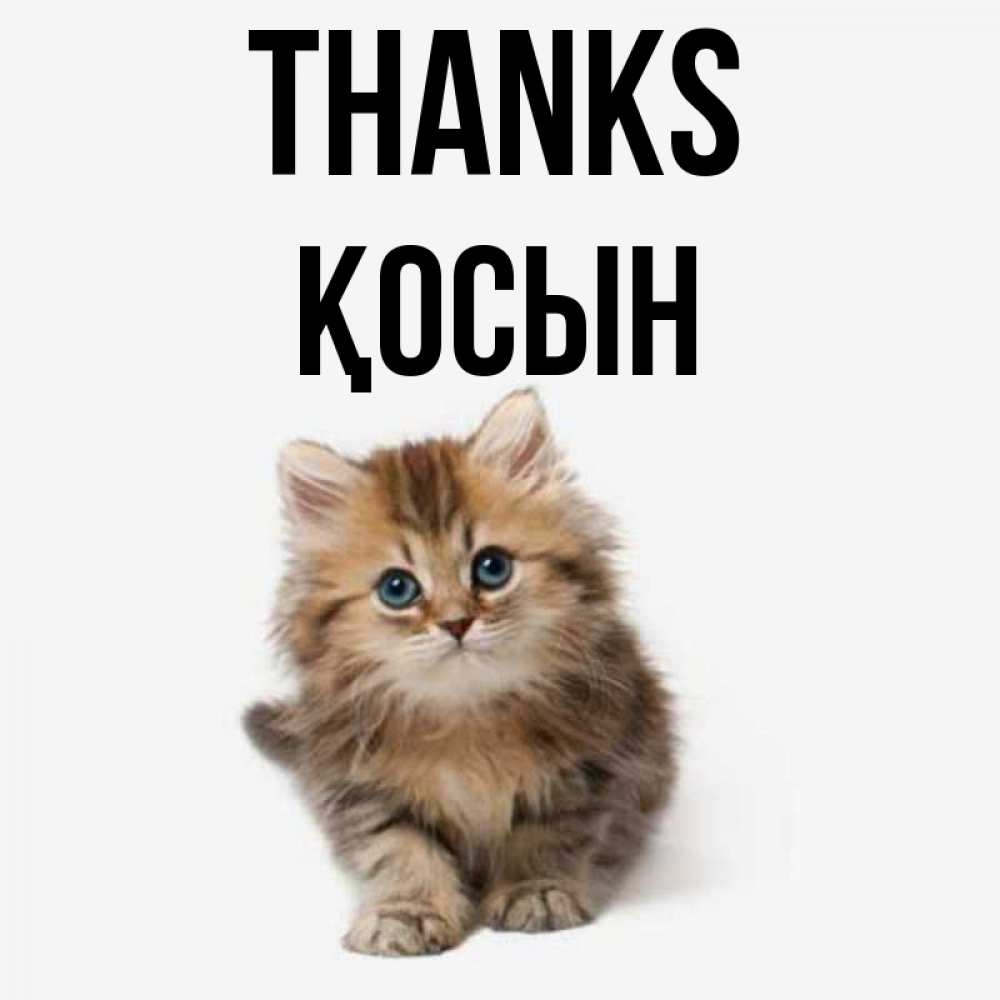 Greetings card с именем, ҚОСЫН Thanks пушистый котик Greetings with text for free download 