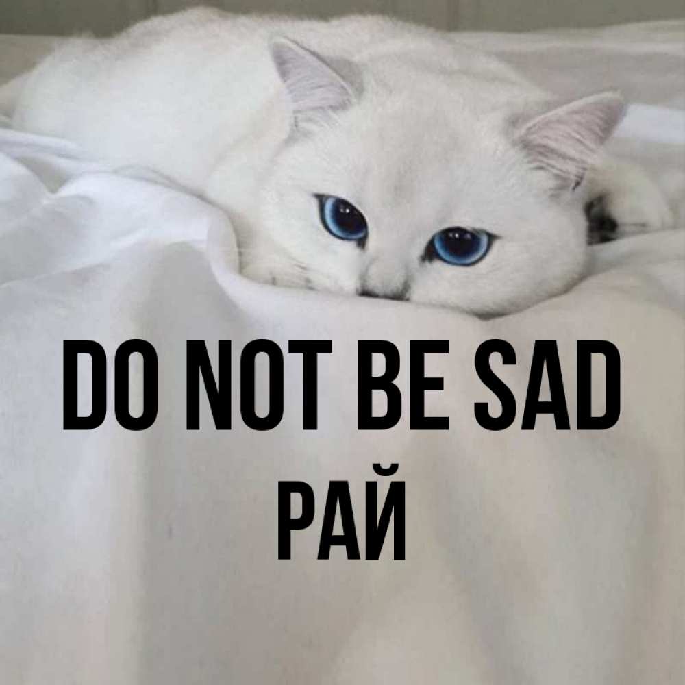 Greetings card с именем, РАЙ Do not be sad Голубоглазая кошка Greetings with text for free download 