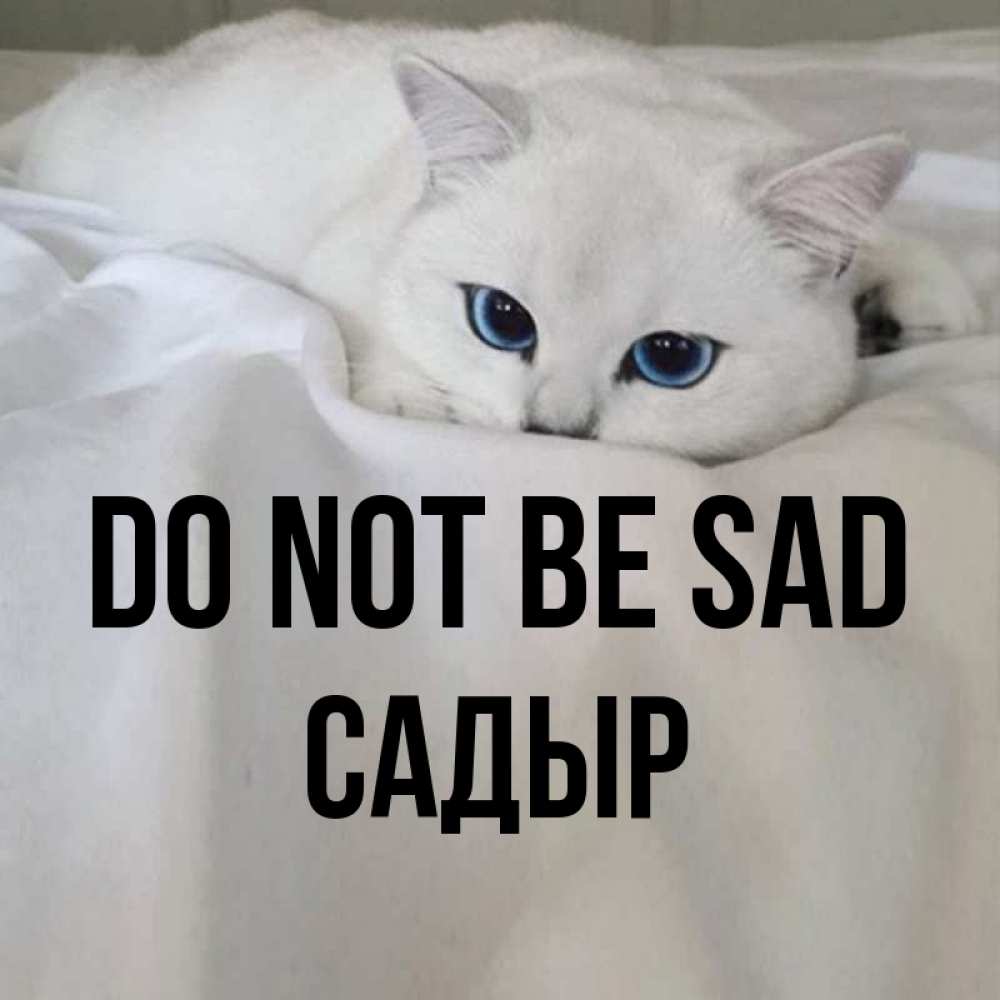 Greetings card с именем, САДЫР Do not be sad Голубоглазая кошка Greetings with text for free download 
