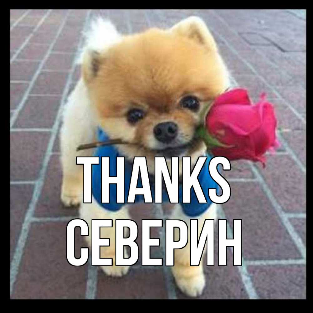 Greetings card с именем, Северин Thanks спасибо и дарю тебе цветок Greetings with text for free download 