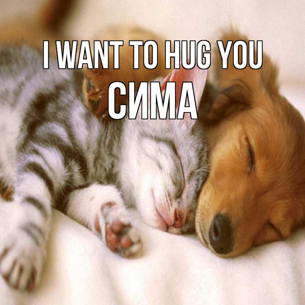 Greetings card с именем, Сима I want to hug you пес и котенок Greetings with text for free download 