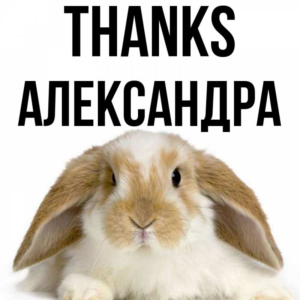 Greetings card с именем, Александра Thanks коричнево белый заяц Greetings with text for free download 