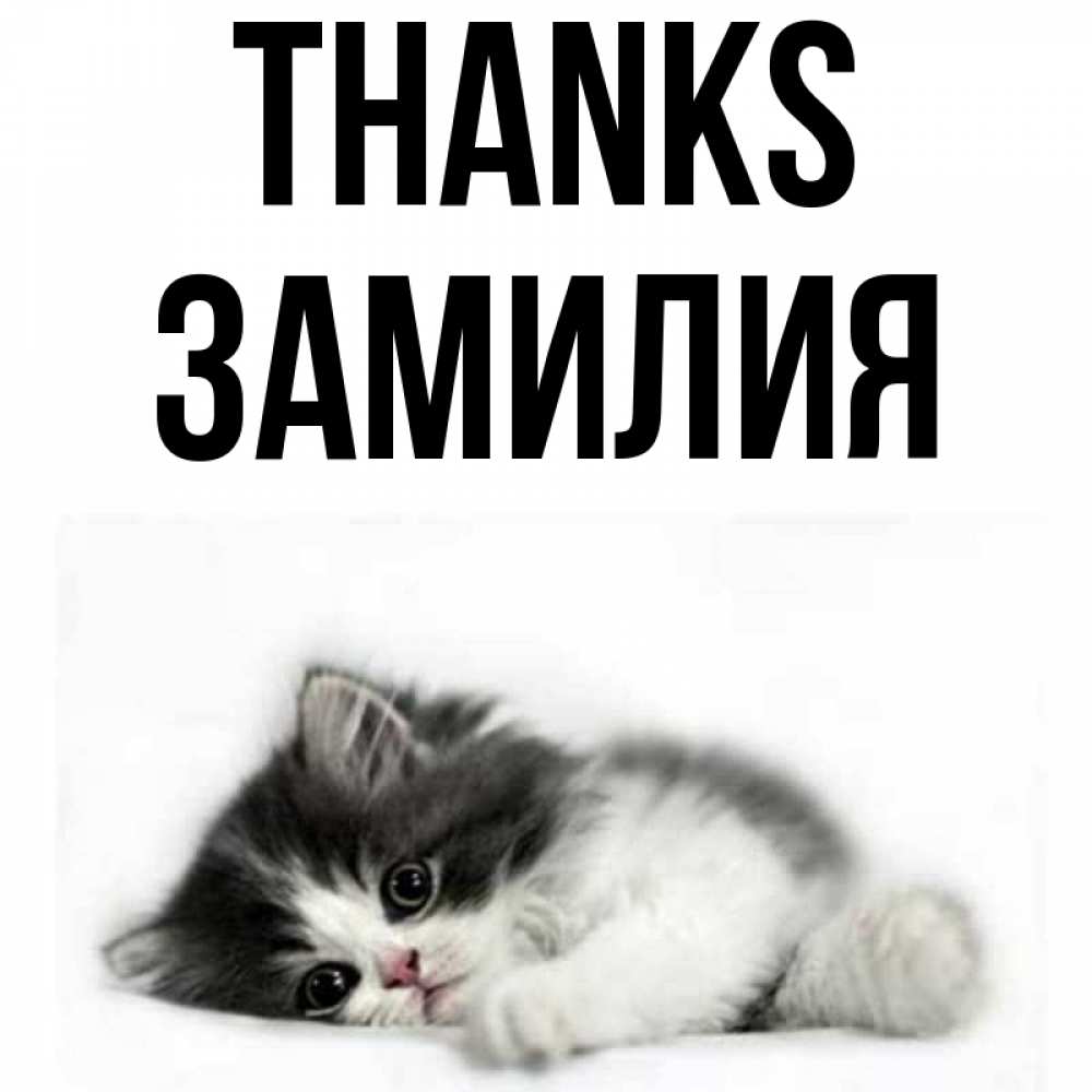 Greetings card с именем, ЗАМИЛИЯ Thanks черный и белый кот Greetings with text for free download 