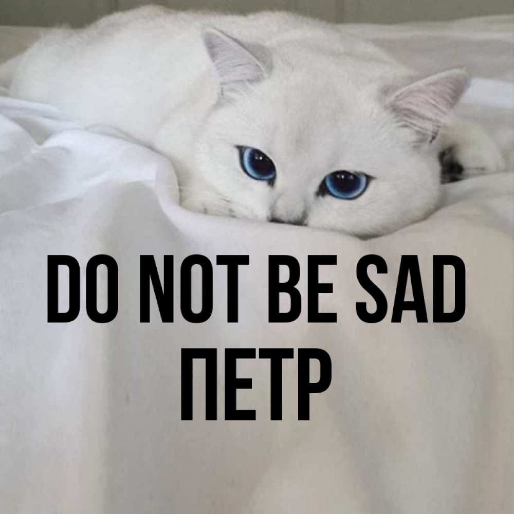 Greetings card с именем, Петр Do not be sad Голубоглазая кошка Greetings with text for free download 
