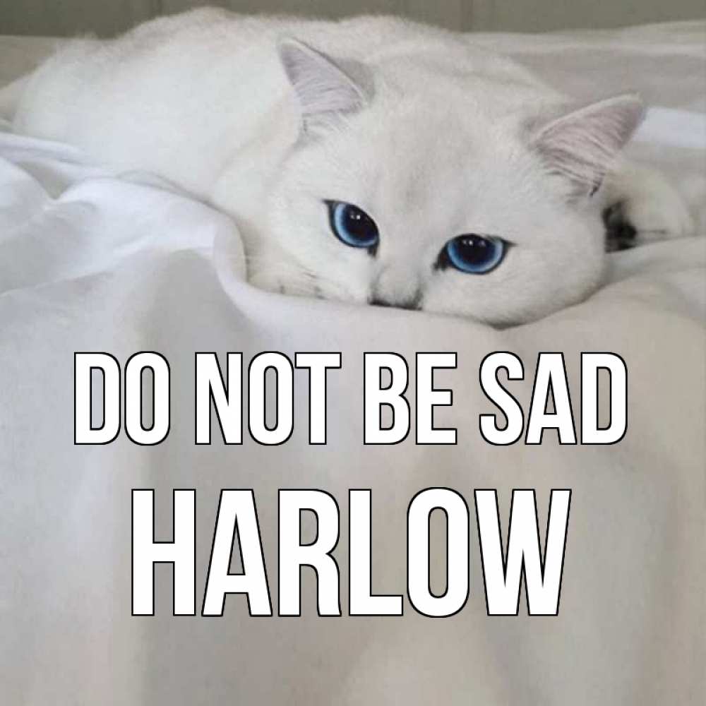 Greetings card с именем, Harlow Do not be sad белый кот с голубыми глазами на белоснежной кровати Greetings with text for free download 