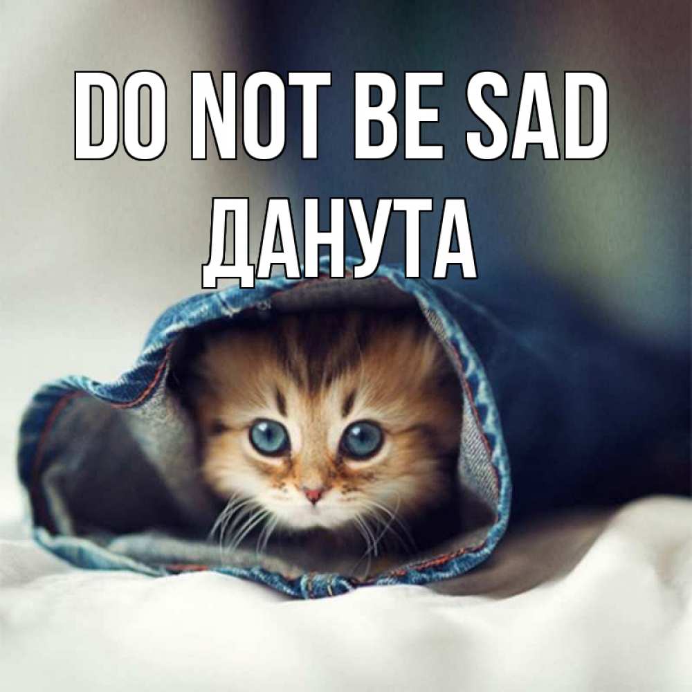 Greetings card с именем, Данута Do not be sad кот в одежде Greetings with text for free download 