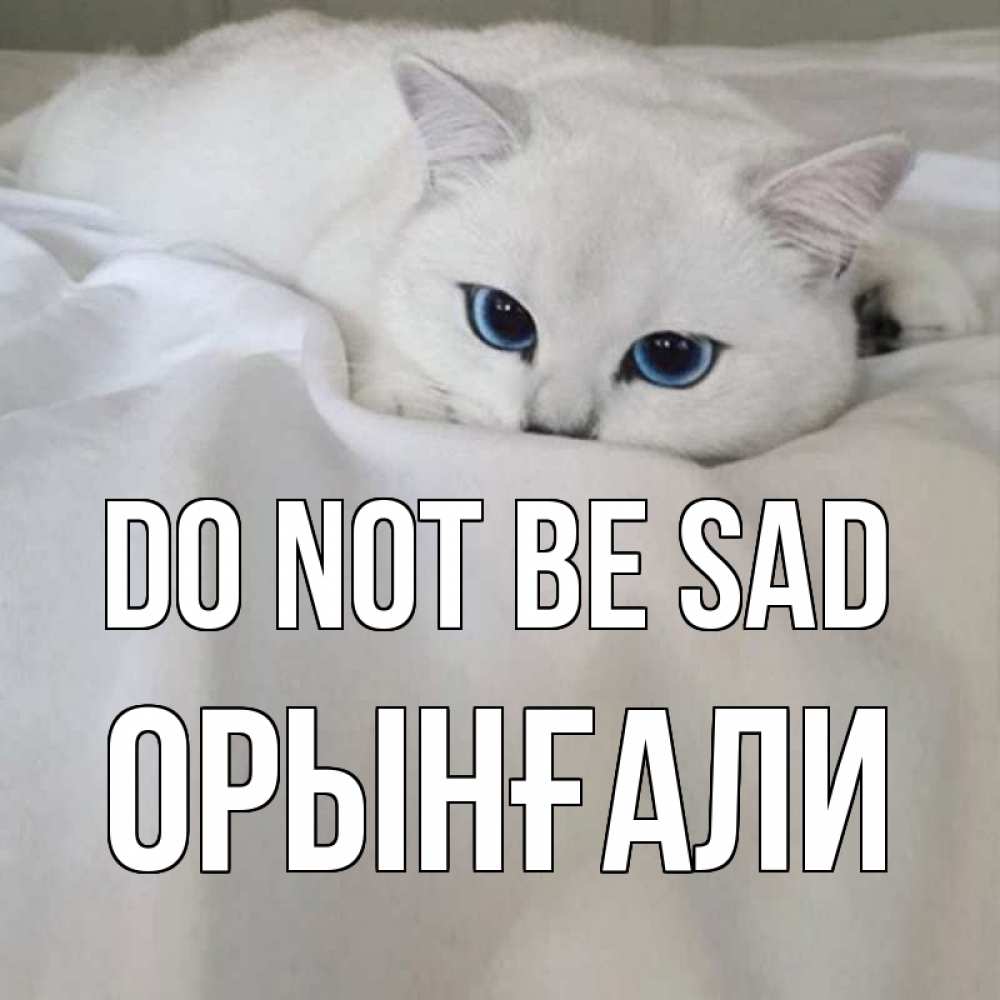Greetings card с именем, ОРЫНҒАЛИ Do not be sad белый кот с голубыми глазами на белоснежной кровати Greetings with text for free download 