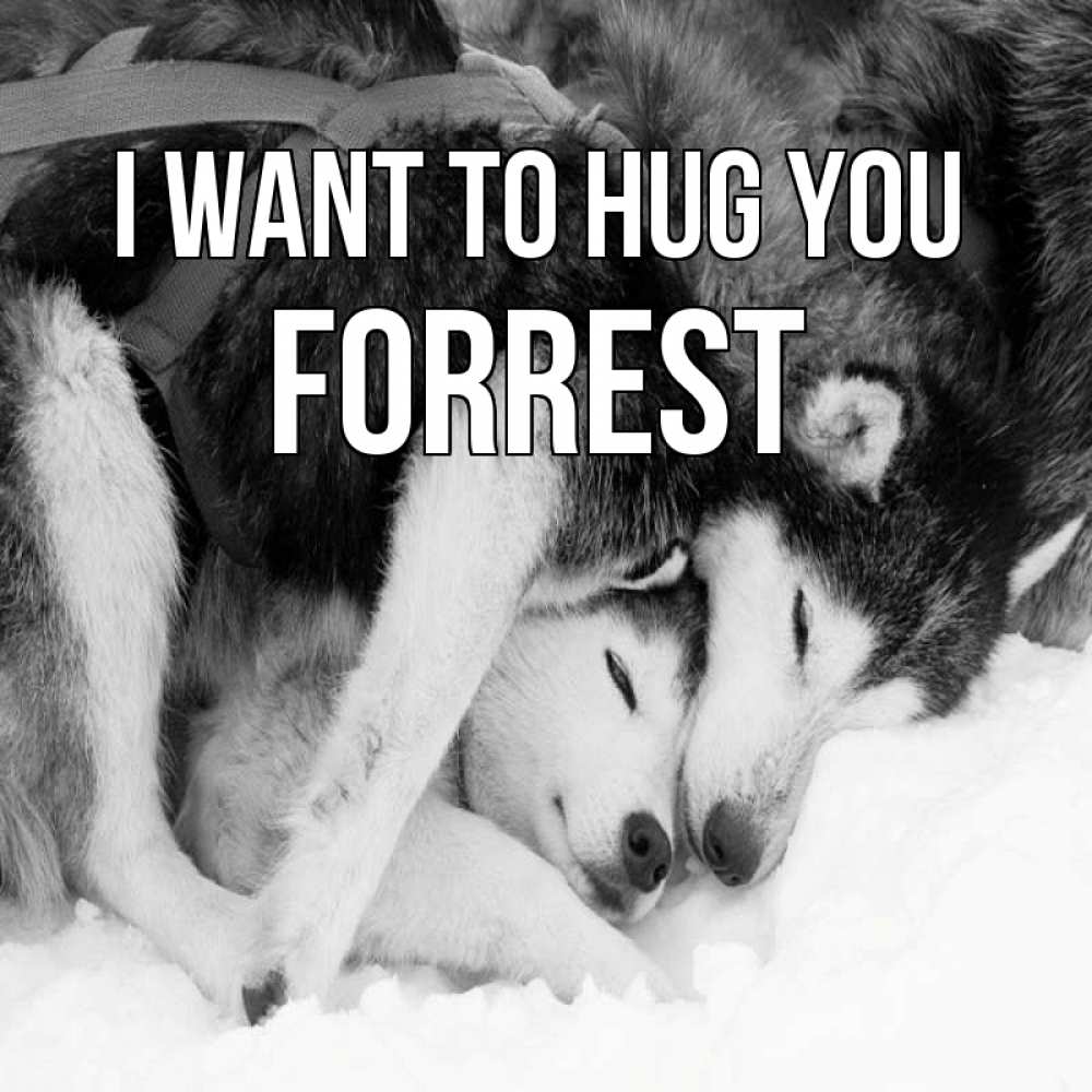 Greetings card с именем, Forrest I want to hug you собачки в упряжке Greetings with text for free download 