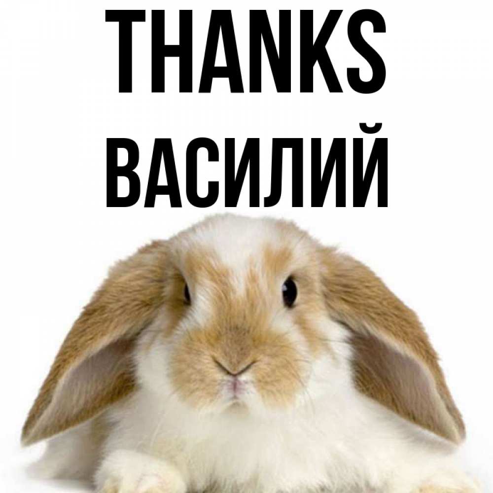 Greetings card с именем, Василий Thanks коричнево белый заяц Greetings with text for free download 