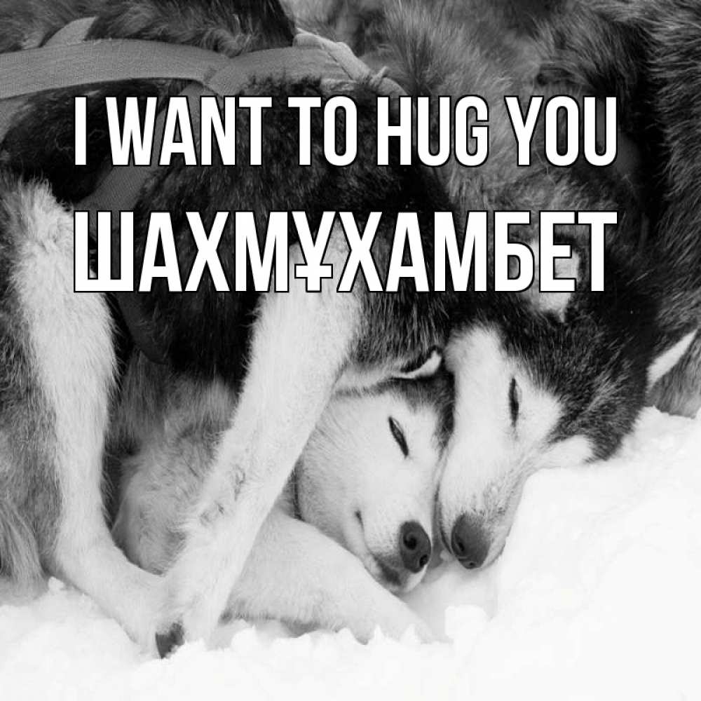 Greetings card с именем, ШАХМҰХАМБЕТ I want to hug you собачки в упряжке Greetings with text for free download 
