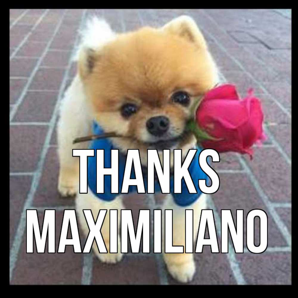 Greetings card с именем, Maximiliano Thanks спасибо и дарю тебе цветок Greetings with text for free download 