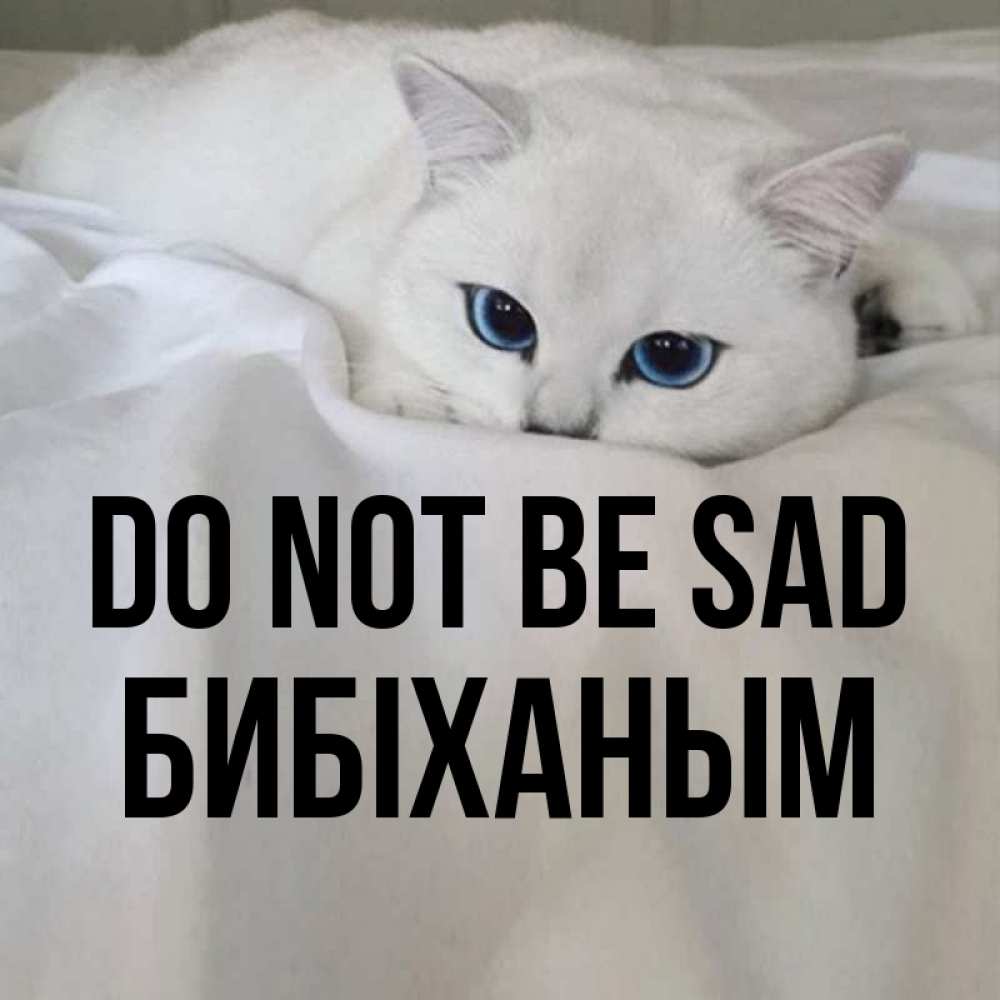 Greetings card с именем, БИБІХАНЫМ Do not be sad Голубоглазая кошка Greetings with text for free download 