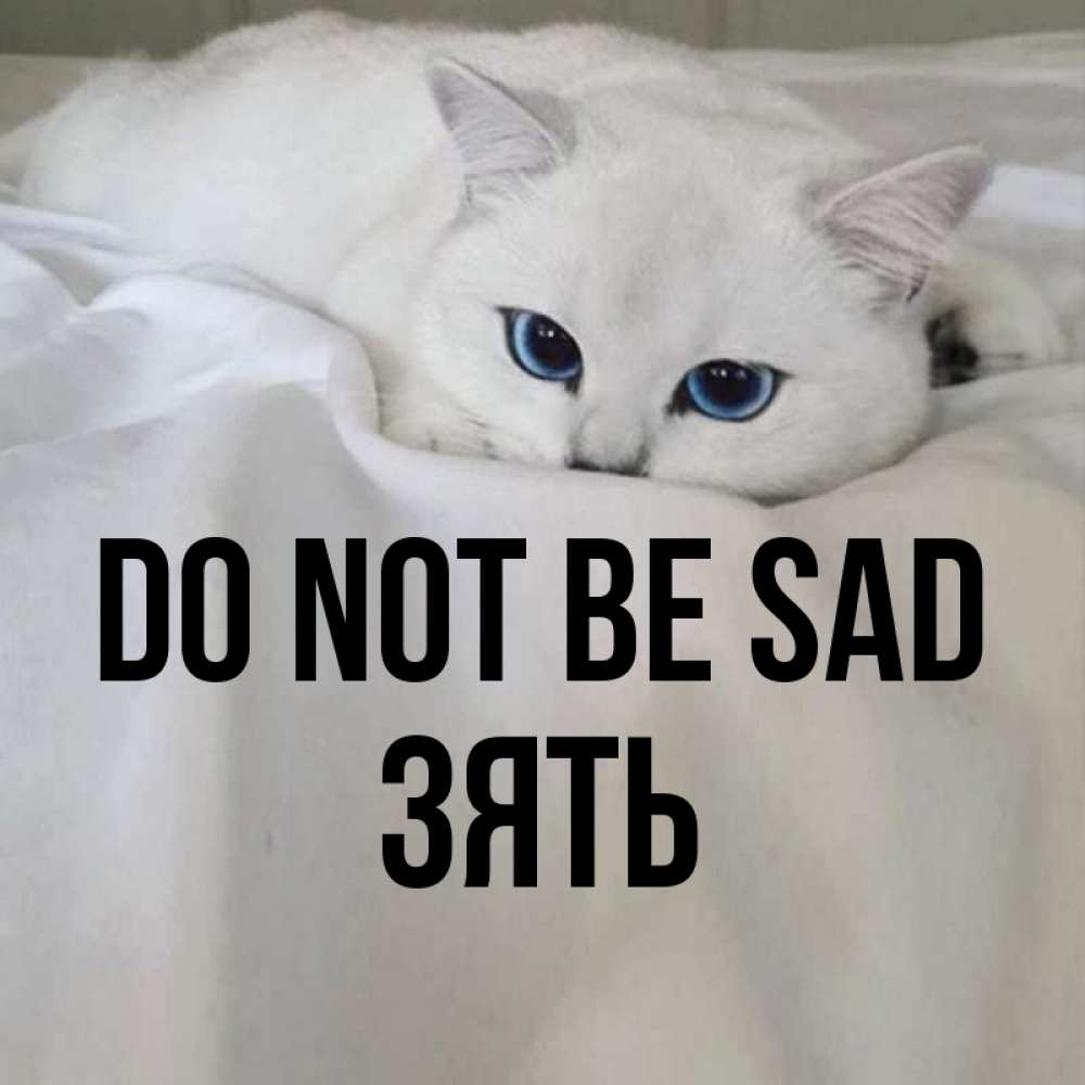 Greetings card с именем, Зять Do not be sad Голубоглазая кошка Greetings with text for free download 