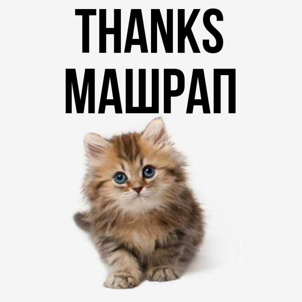 Greetings card с именем, МАШРАП Thanks пушистый котик Greetings with text for free download 