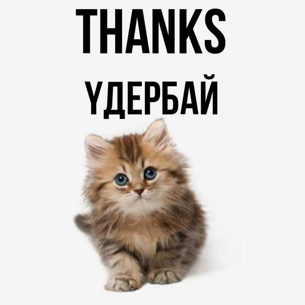 Greetings card с именем, ҮДЕРБАЙ Thanks пушистый котик Greetings with text for free download 