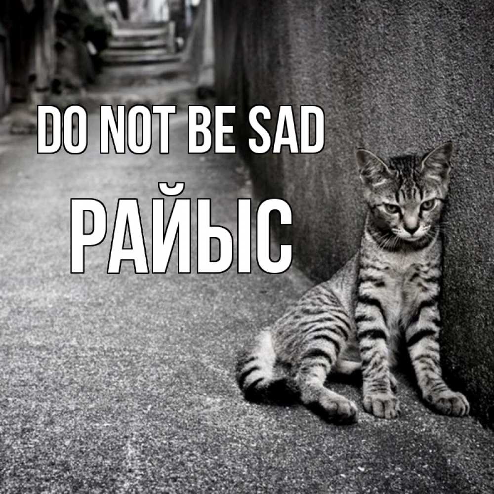 Greetings card с именем, РАЙЫС Do not be sad скучающий котик Greetings with text for free download 
