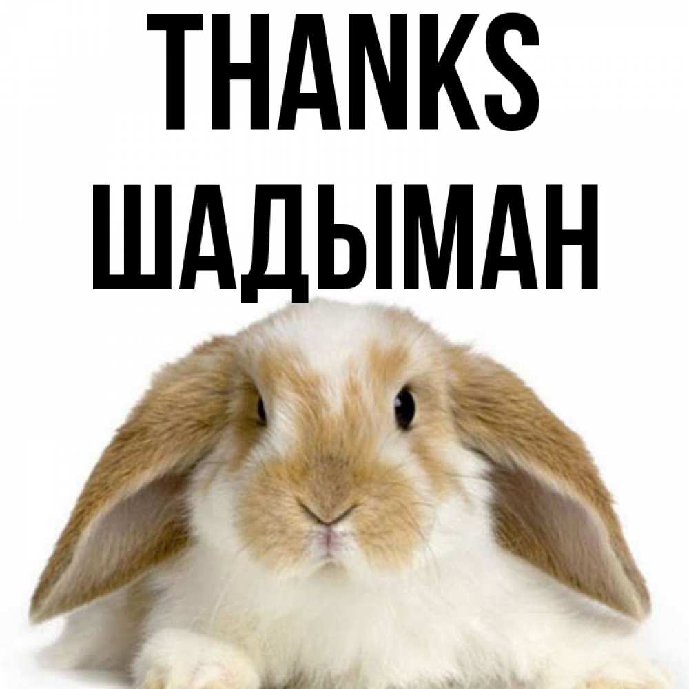 Greetings card с именем, ШАДЫМАН Thanks коричнево белый заяц Greetings with text for free download 