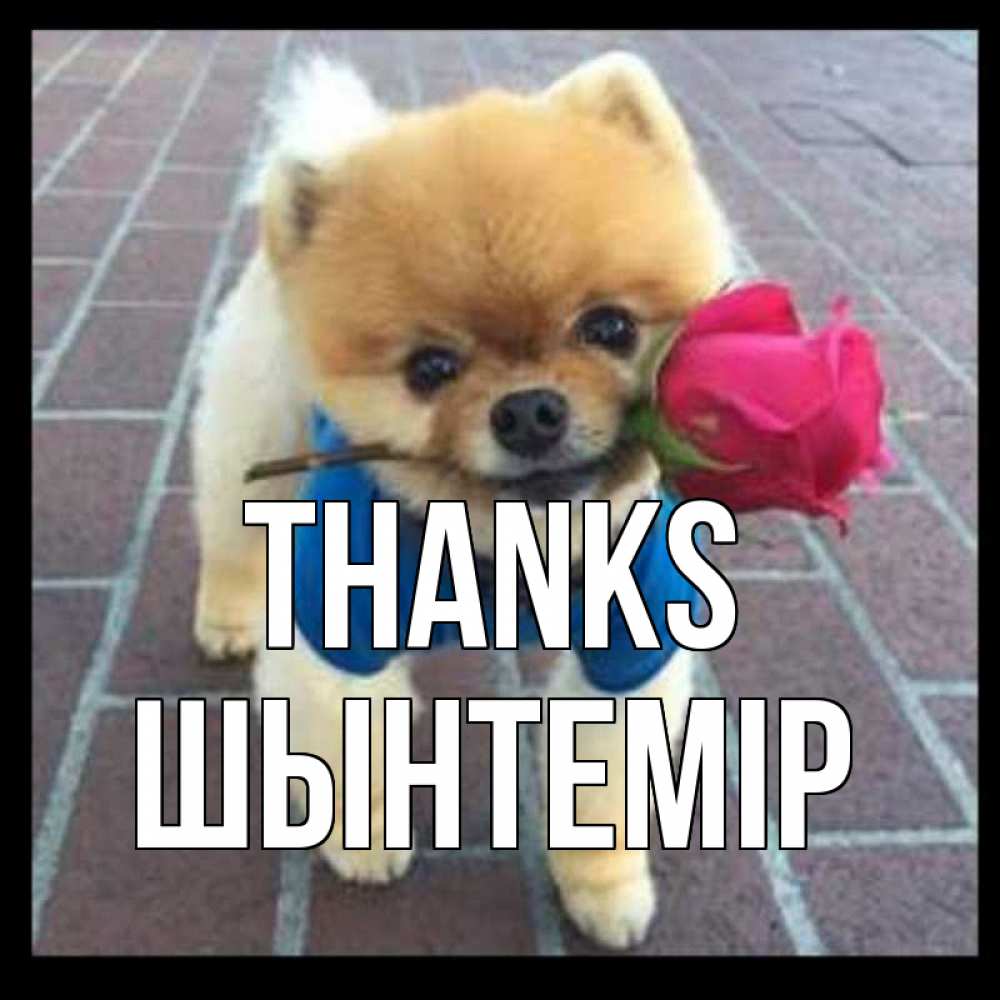 Greetings card с именем, ШЫНТЕМІР Thanks спасибо и дарю тебе цветок Greetings with text for free download 