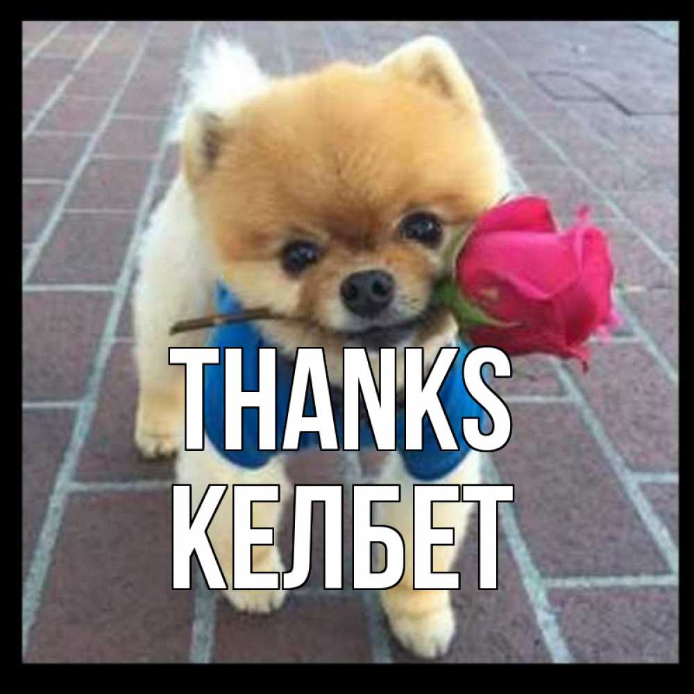 Greetings card с именем, КЕЛБЕТ Thanks спасибо и дарю тебе цветок Greetings with text for free download 