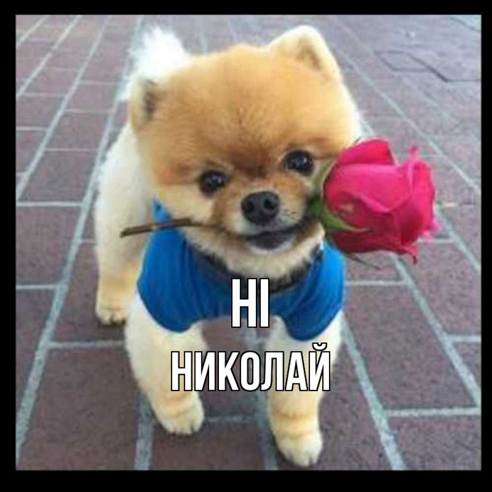 Greetings card с именем, Николай Hi роза в зубах у собаки Greetings with text for free download 