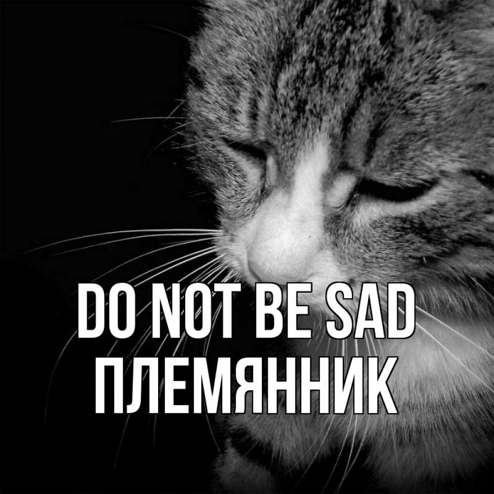 Greetings card с именем, Племянник Do not be sad грустный котик Greetings with text for free download 