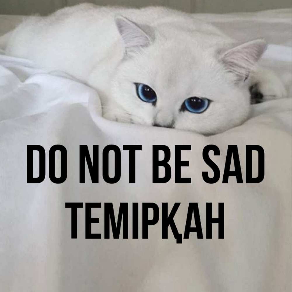 Greetings card с именем, ТЕМІРҚАН Do not be sad Голубоглазая кошка Greetings with text for free download 