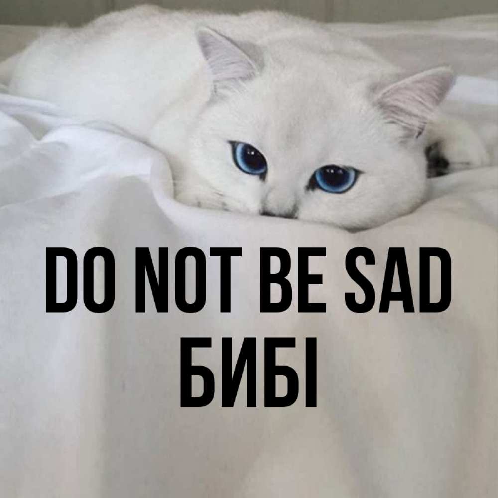 Greetings card с именем, БИБІ Do not be sad Голубоглазая кошка Greetings with text for free download 