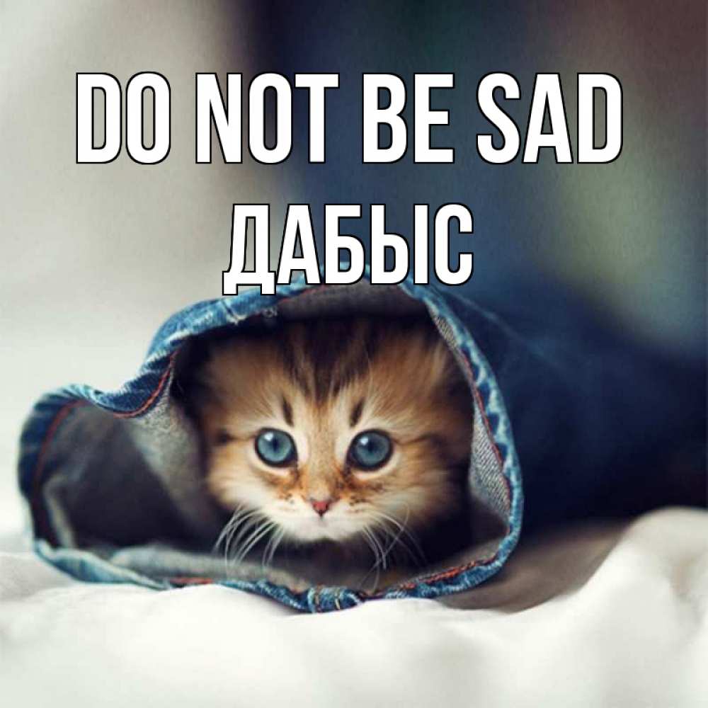 Greetings card с именем, Дабыс Do not be sad кот в одежде Greetings with text for free download 