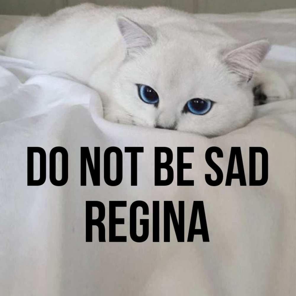 Greetings card с именем, Regina Do not be sad Голубоглазая кошка Greetings with text for free download 