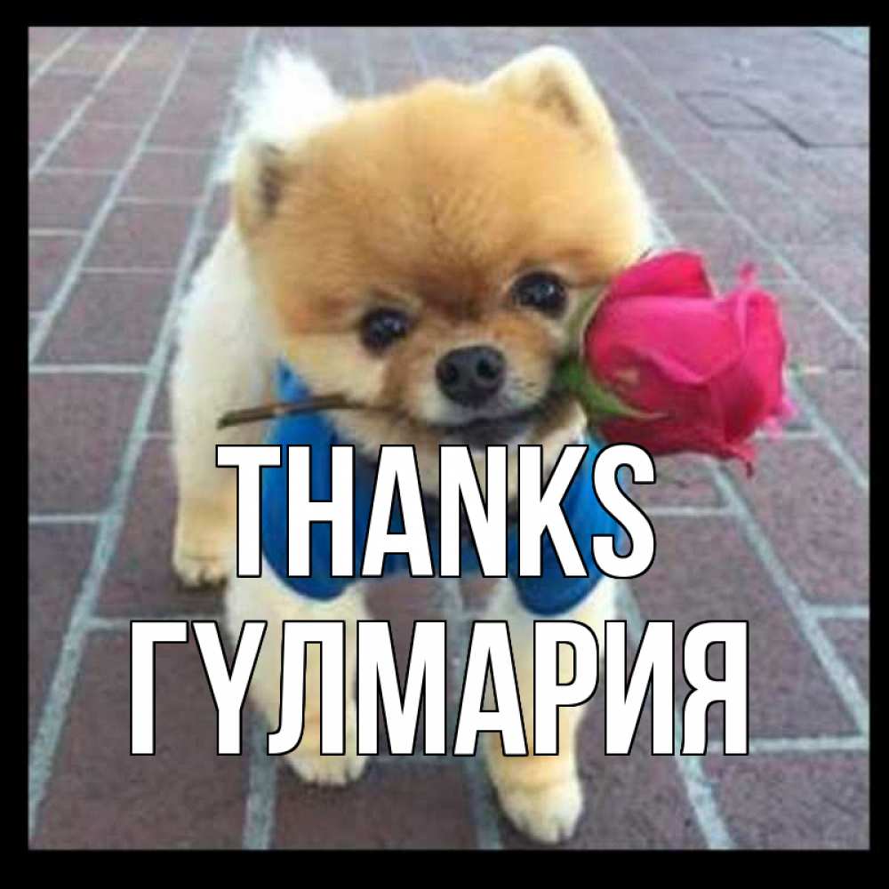 Greetings card с именем, ГҮЛМАРИЯ Thanks спасибо и дарю тебе цветок Greetings with text for free download 