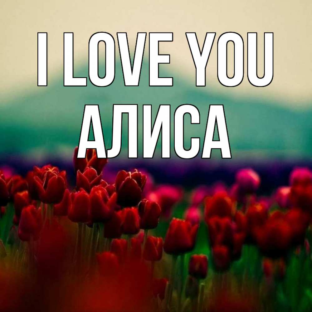 Greetings card с именем, Алиса I love you тюльпаны 4 Greetings with text for free download 