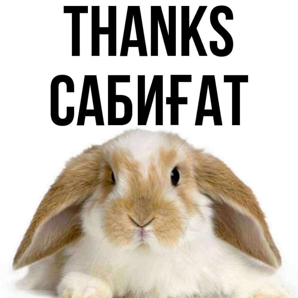 Greetings card с именем, САБИҒАТ Thanks коричнево белый заяц Greetings with text for free download 