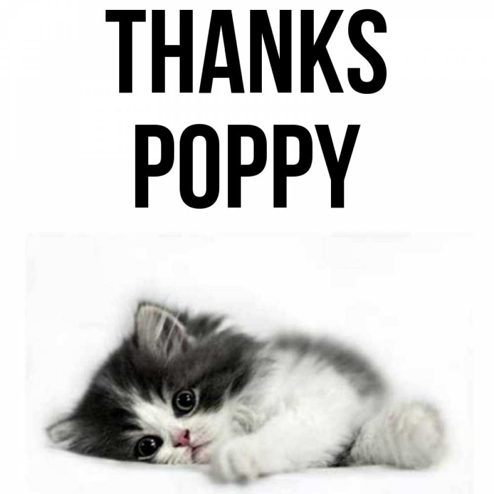 Greetings card с именем, Poppy Thanks черный и белый кот Greetings with text for free download 