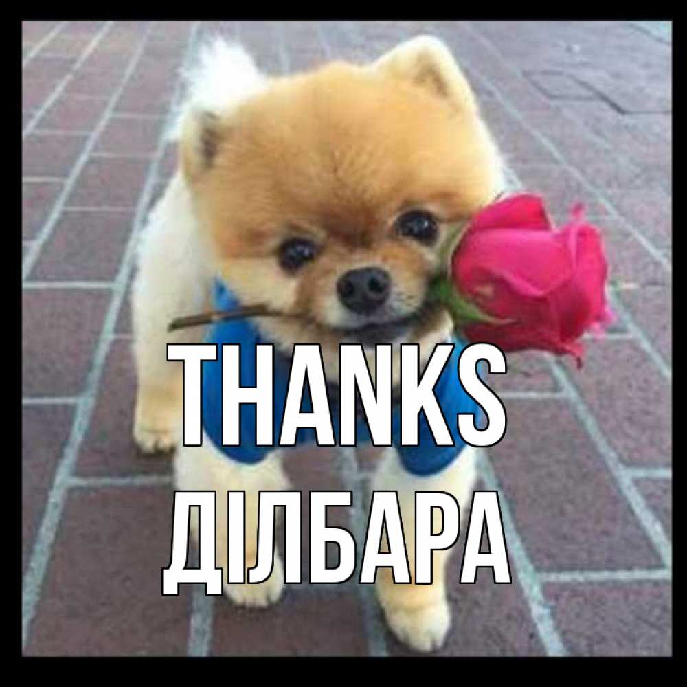 Greetings card с именем, ДІЛБАРА Thanks спасибо и дарю тебе цветок Greetings with text for free download 