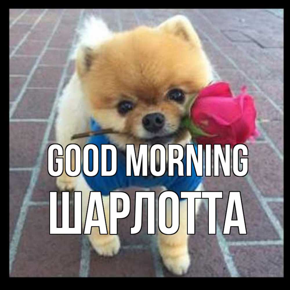 Greetings card с именем, Шарлотта Good morning роза в зубах Greetings with text for free download 