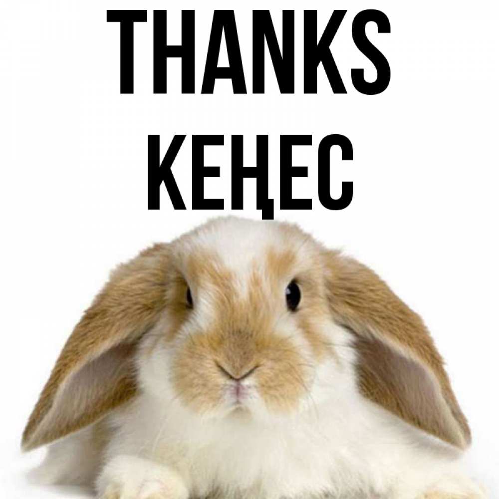 Greetings card с именем, Кеңес Thanks коричнево белый заяц Greetings with text for free download 