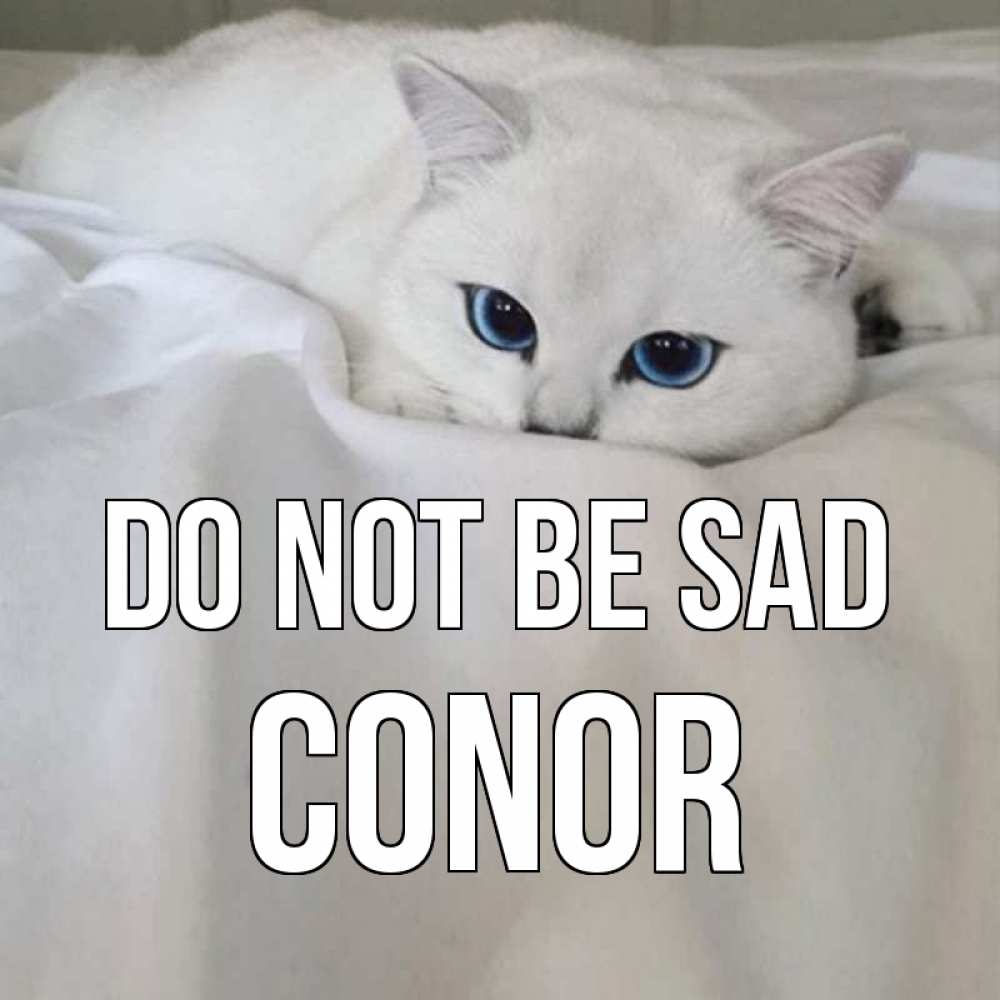 Greetings card с именем, Conor Do not be sad белый кот с голубыми глазами на белоснежной кровати Greetings with text for free download 