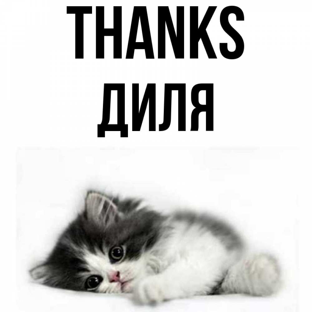 Greetings card с именем, Диля Thanks черный и белый кот Greetings with text for free download 