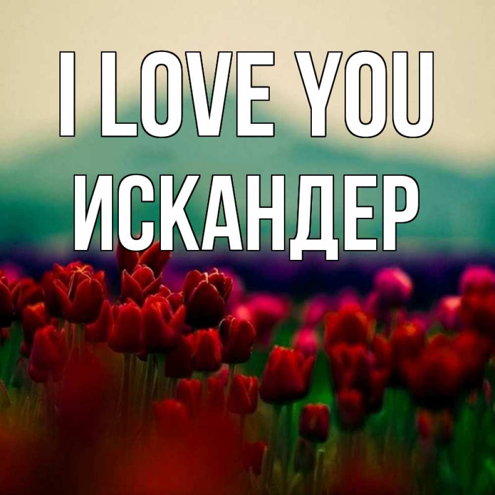 Greetings card с именем, Искандер I love you тюльпаны 4 Greetings with text for free download 