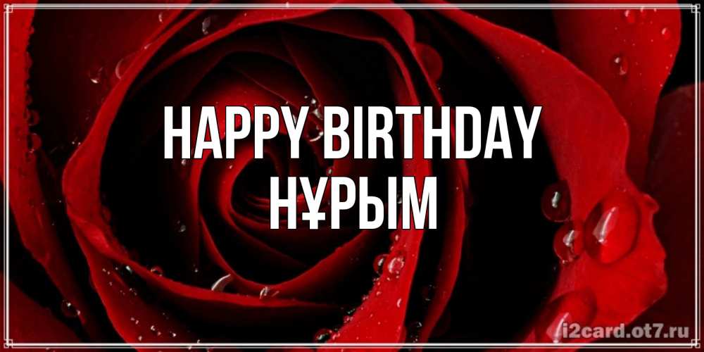 Greetings card с именем, Нұрым Happy Birthday крупная бордовая роза Greetings with text for free download 