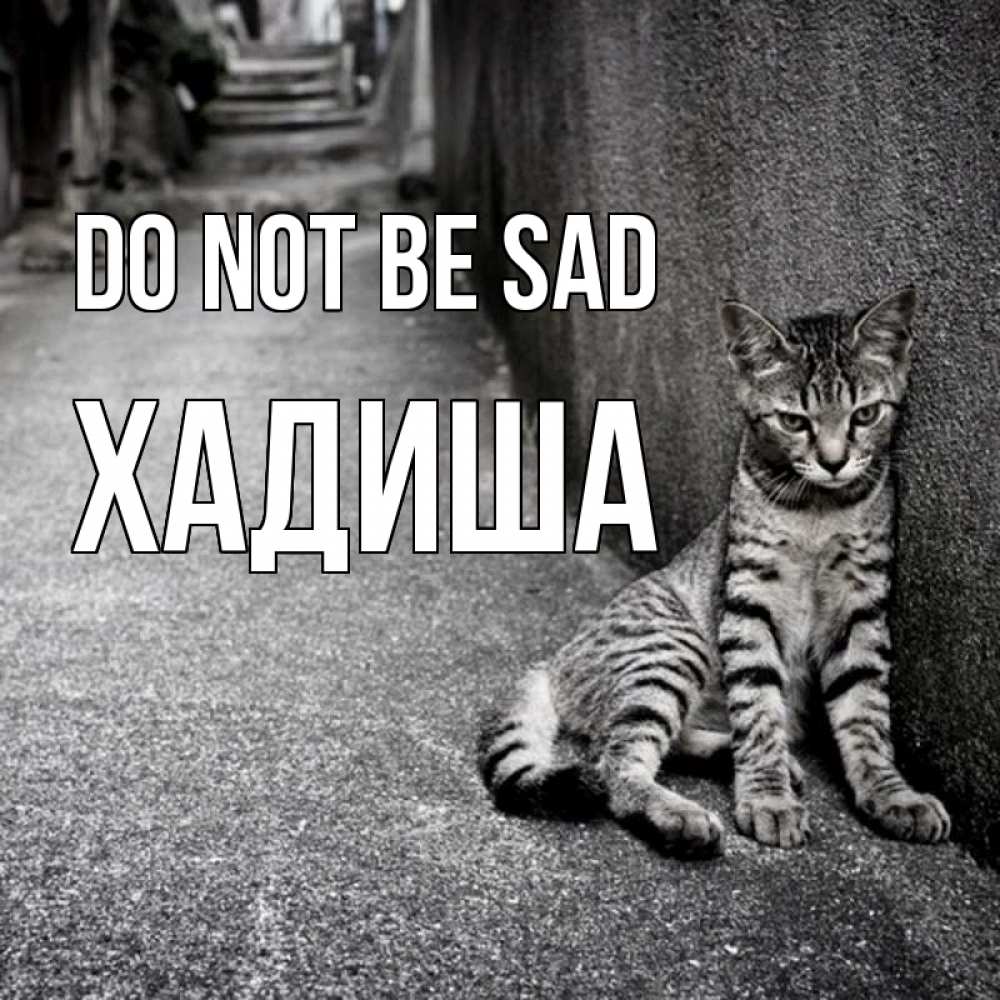Greetings card с именем, ХАДИША Do not be sad скучающий котик Greetings with text for free download 