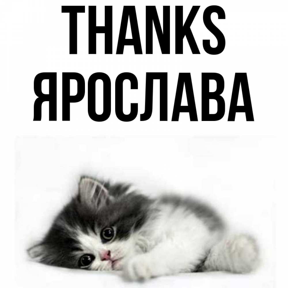 Greetings card с именем, Ярослава Thanks черный и белый кот Greetings with text for free download 
