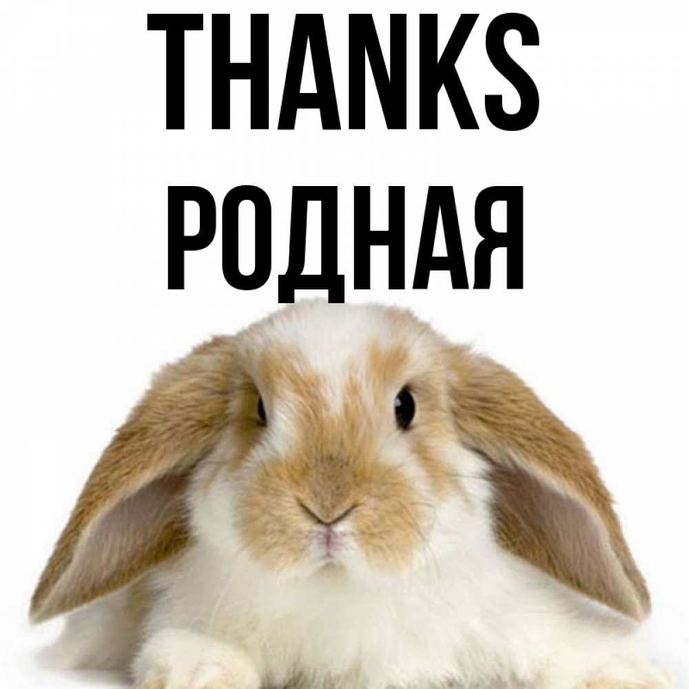 Greetings card с именем, Родная Thanks коричнево белый заяц Greetings with text for free download 