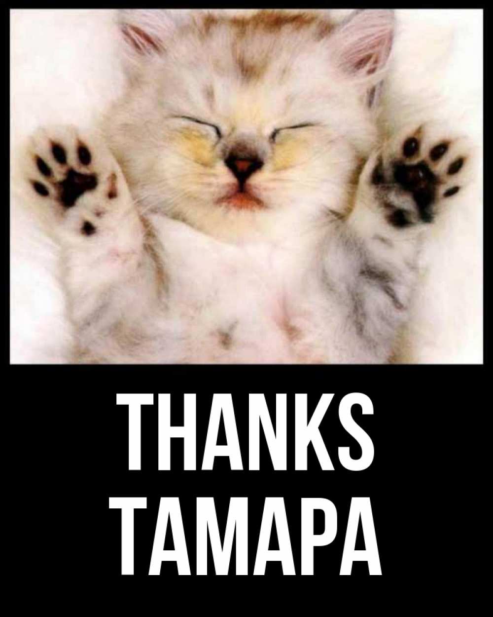 Greetings card с именем, ТАМАРА Thanks маленький котенок Greetings with text for free download 