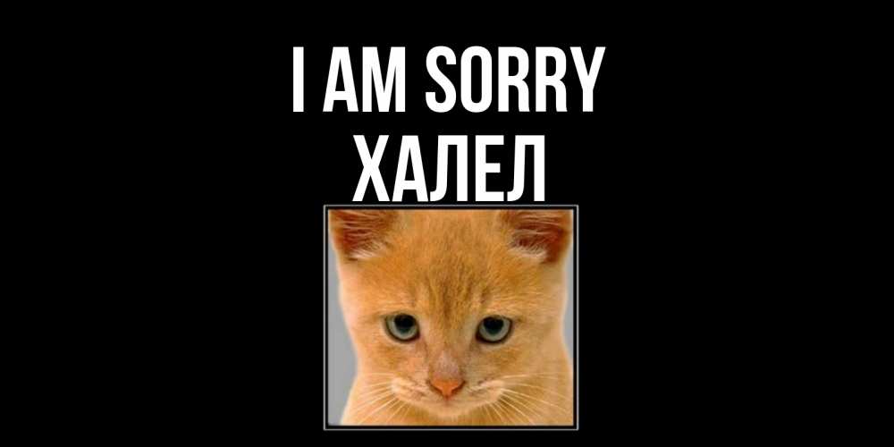 Greetings card с именем, ХАЛЕЛ I am sorry рыжий грустный кот просит прощения Greetings with text for free download 