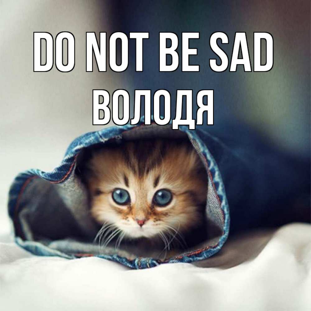 Greetings card с именем, Володя Do not be sad кот в одежде Greetings with text for free download 